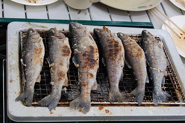 トダックス　釣った魚