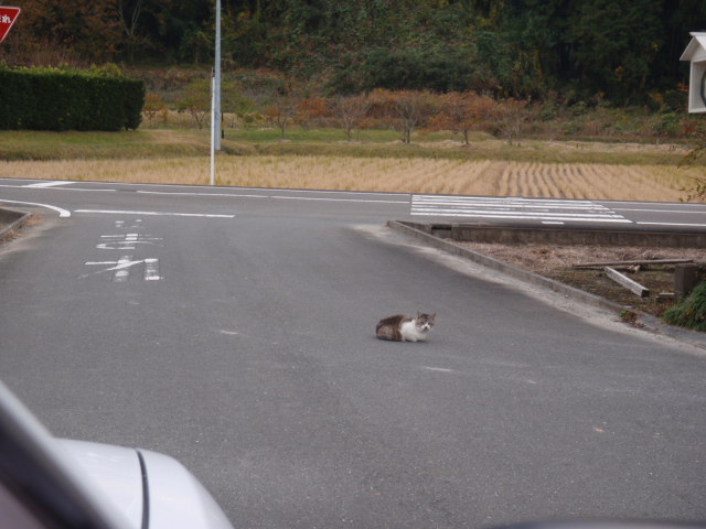 ねこ