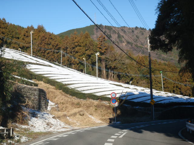 茶畑に雪