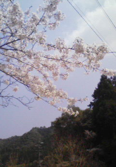 春だ！桜の季節だよ！
